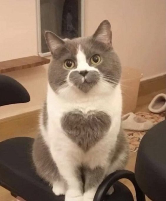 iyasinohako's tweet photo. ハートを3つ持つ猫 https://t.co/qIIr1lcPGy