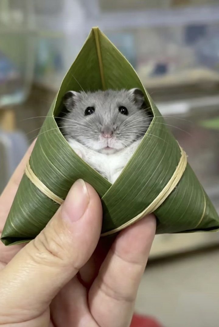 TweetsOfHamster's tweet photo. 😋 https://t.co/GQb7yCbiCr