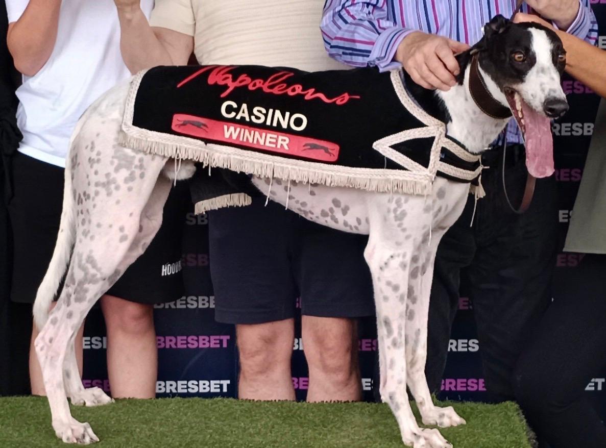 betgoodwinuk's tweet photo. We have 3 runners at Monmore this evening: 
 
19:14 Monmore, 480m OR 
T2 BetGoodwin Eddy 

19:34 Monmore, 480m OR
T1 Grouchos Cossie 

20:34 Monmore, 630m £10,000 Summer Stayers Classic Final 2026
T2 BetGoodwin Tutts

If any of them win we’ll be giving £100 cash away, RT to enter.

What do you think of their chances? @barkingmadryan 

@Hobbsy67 @jkgreyhounds @Monmoredogs #greyhoundracing #betting #BetGoodwin