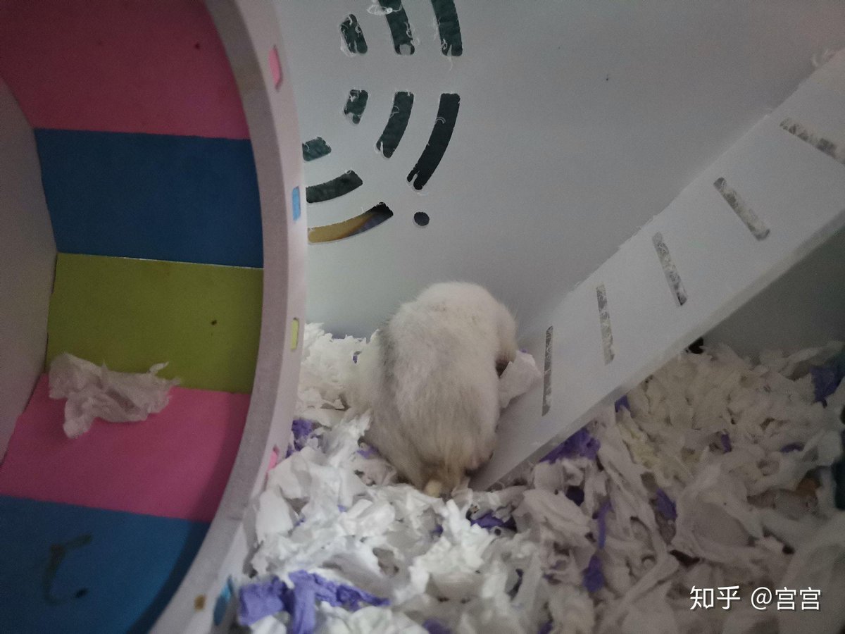 mxnstexr1's tweet photo. Today’s group project meeting: My teammate brought a pet hamster to “keep us motivated”… it chewed through half our printed slides before we even started. Oops. https://t.co/4vhAQk2JK1