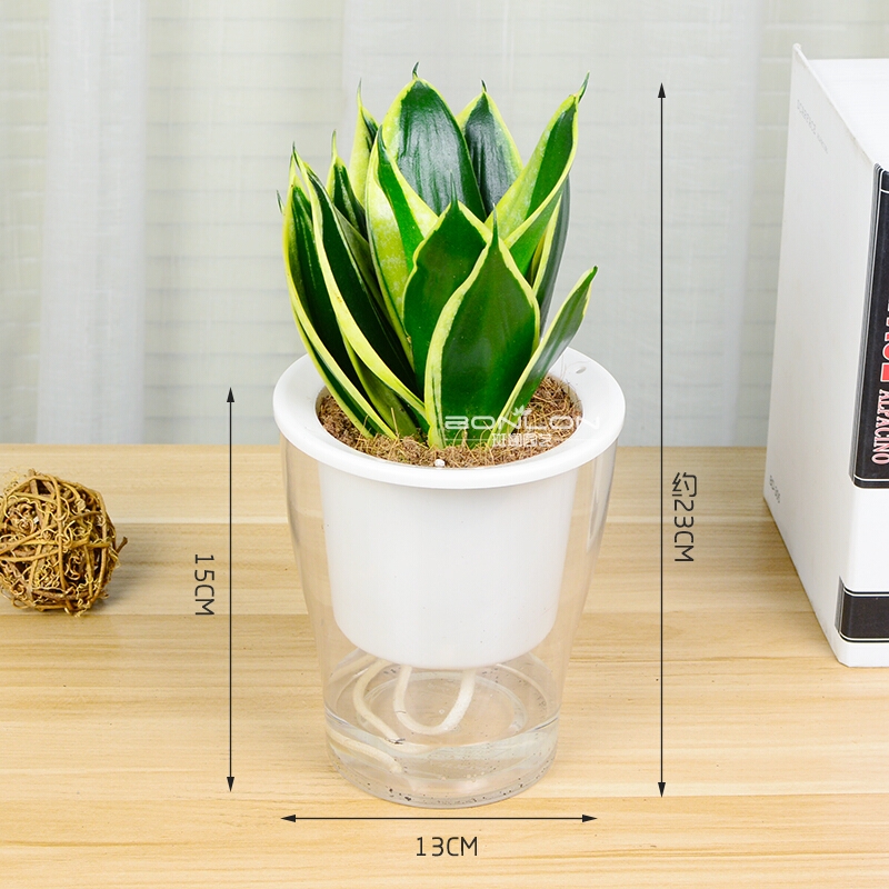 MwQbH74OTfhpyV3's tweet photo. Tu sanseviera es ideal para interiores: riega solo cada 2-3 semanas y colócala en luz indirecta. No necesitas cuidados complicados, sobrevive casi de todo! https://t.co/dgrpWMGk6t