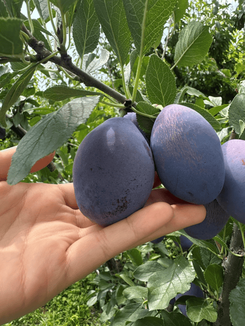 S_zz0407's tweet photo. Just tried @LocalFarmFresh's wild blueberries—bursting with natural sweetness, plump texture, no added junk! Perfect for morning oats or a quick snack. 10/10 would restock ， https://t.co/ZOWdkY8lm8
