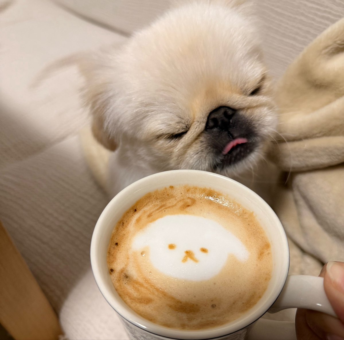 pekieru_inu's tweet photo. 🐶☕️🥄 https://t.co/A2F3xAcpSg