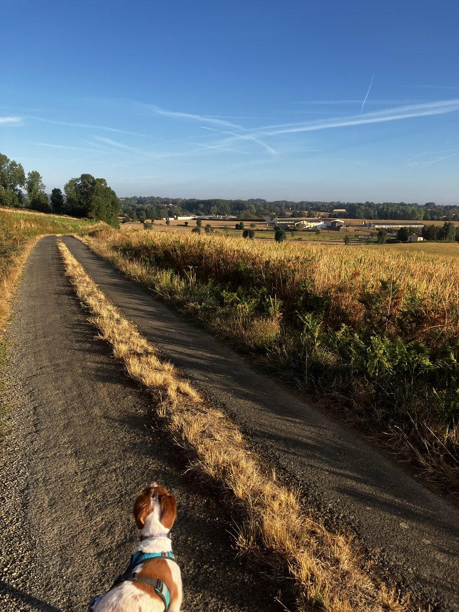 madcap_max's tweet photo. Frens, #HappySaturday pals, after certain unmentionable #shenanigans yesterday 😱🤣 #NortySquad got to have a lie-in, while HuMummy and Mavis went for some mad zoomies 😆👍💙 #canicross #madrunners https://t.co/BsJQTsYiq2