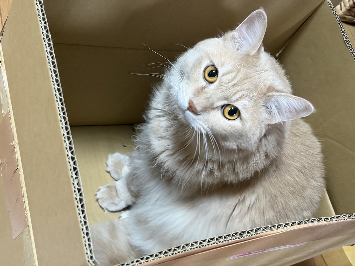 MZGC_443's tweet photo. ボクを見て！！今日はアピール合戦でし���😽😽
 #保護猫 #キジトラ #もふもふ #アピール https://t.co/T2Hk3GqE1R