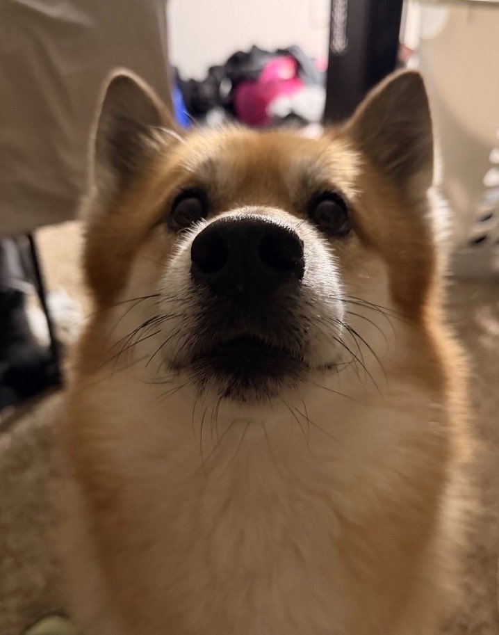 Autumnbbys's tweet photo. how many treats will the owner buy for the goodest boy caesar after he wakes up to more than 10k in creator fees 😭 $Doge2 https://t.co/5WLAvAiwLj