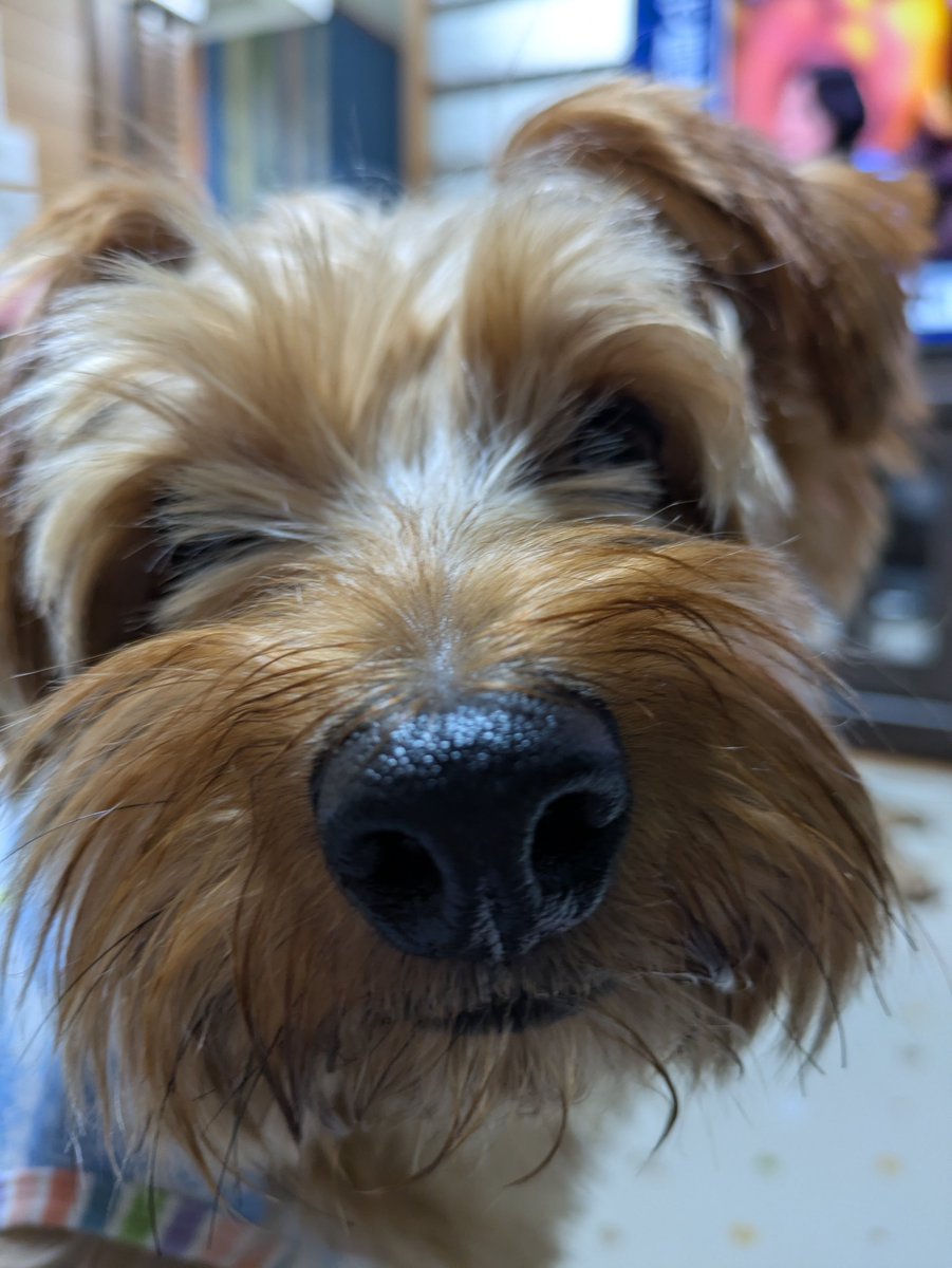 YorkieHaTundel's tweet photo. モジャモジャだねぇ
トリミングは来週だから待ってねぇ──
#ヨーキー https://t.co/EgNqWPRGfc