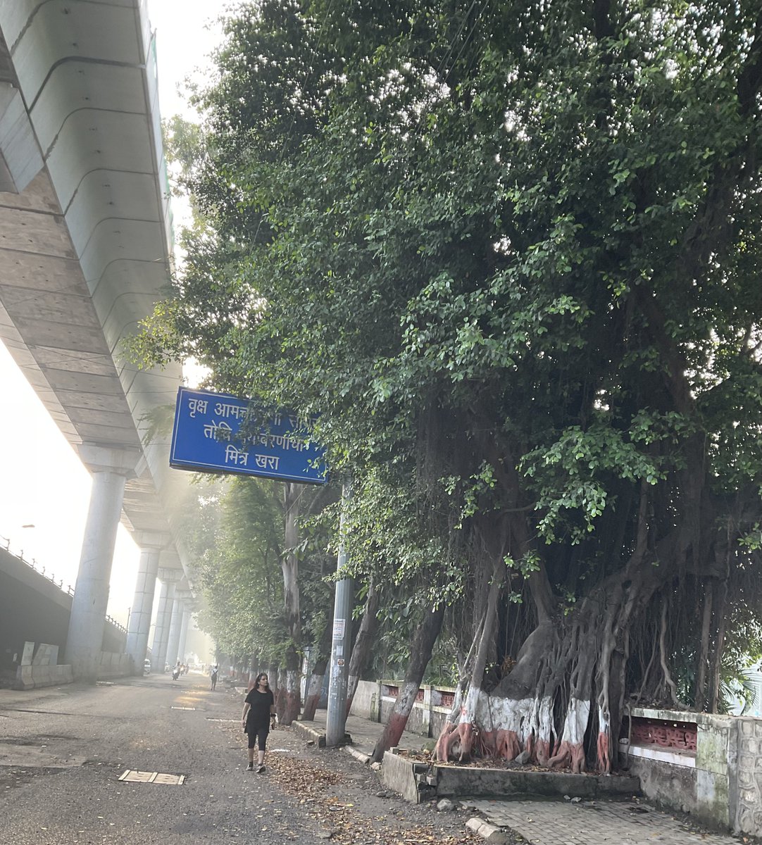 suratkal's tweet photo. 3 years & counting! 🌳
The good fight by #Punekars to save the heritage trees of #GKRoad continues.
Let’s set an example for cities everywhere: make heritage trees part of infrastructure design, not obstacles to it.
Save our green heritage! 💚
@PMCPune @parisarpune @navalMH https://t.co/Jrnm8AqGEG