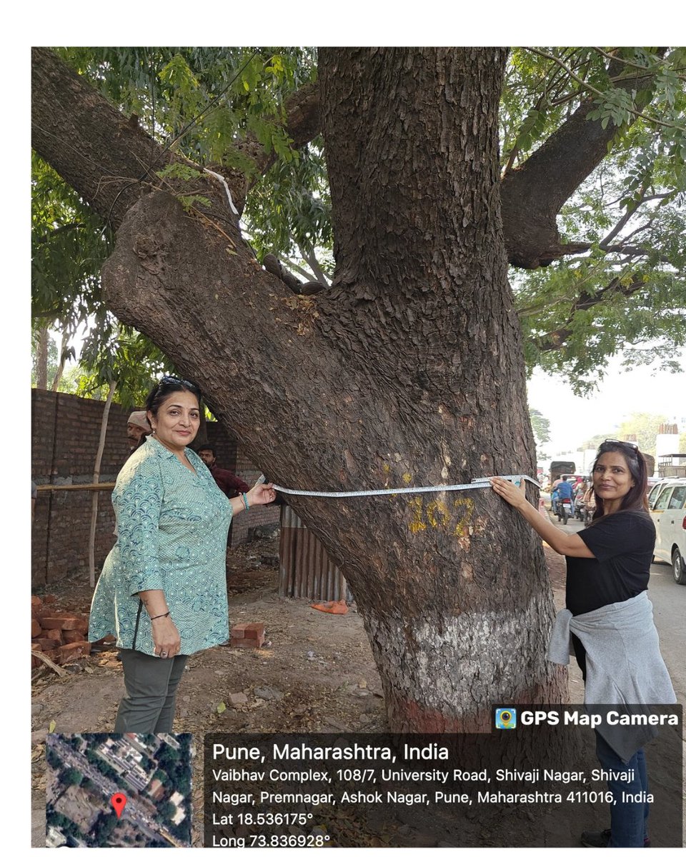 suratkal's tweet photo. 3 years & counting! 🌳
The good fight by #Punekars to save the heritage trees of #GKRoad continues.
Let’s set an example for cities everywhere: make heritage trees part of infrastructure design, not obstacles to it.
Save our green heritage! 💚
@PMCPune @parisarpune @navalMH https://t.co/Jrnm8AqGEG