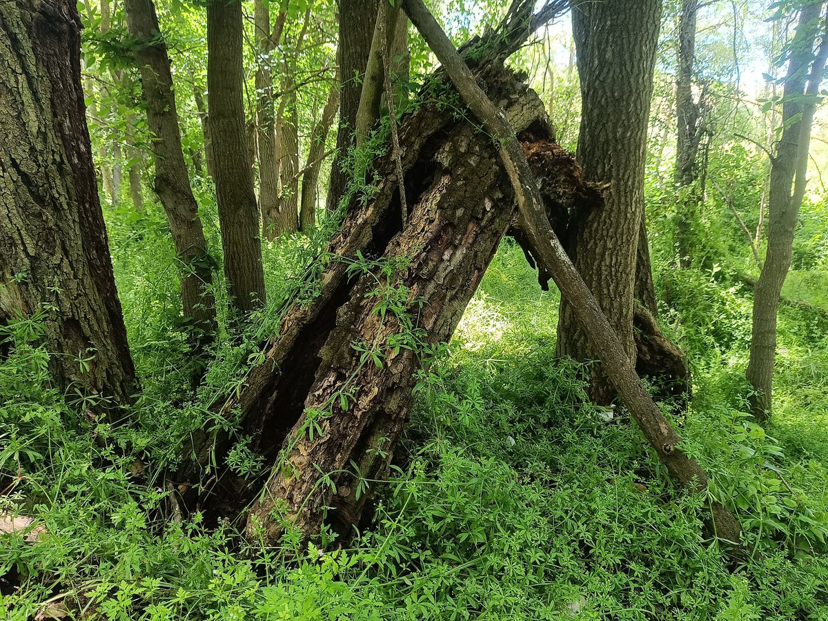 CastellaNatura's tweet photo. Un bosque con madera muerta (árboles decrépitos y caídos, tocones, ramas en el suelo, etc.) alberga gran abundancia y diversidad de insectos saproxilicos.

Un bosque sin madera muerta, "limpio" como suelen decir, es un desierto verde, ecológicamente disfuncional https://t.co/XBa6Eoxl1k