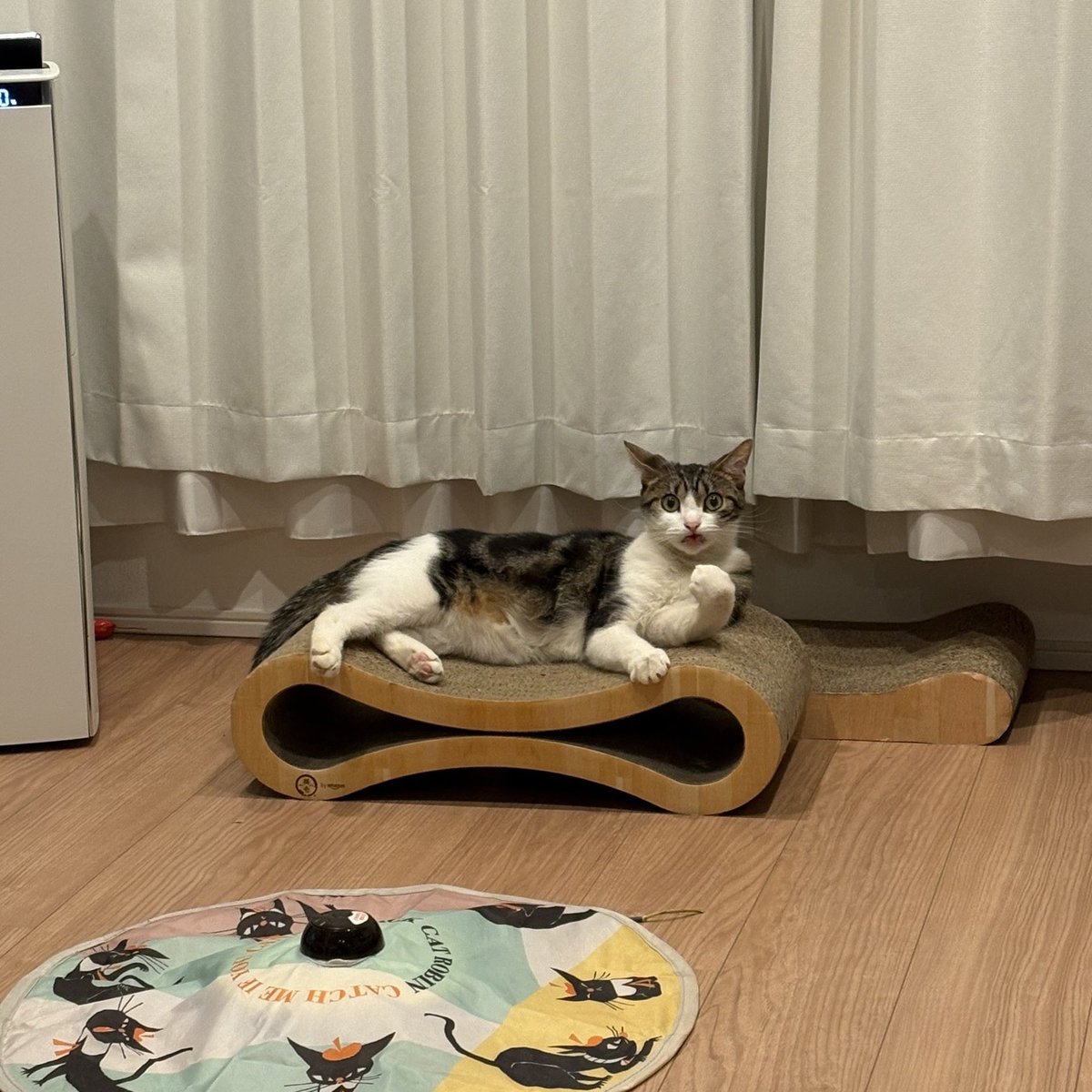 NekochiMaochi's tweet photo. 雷にびっくりして舌をしまい忘れるまお https://t.co/yl9fVmxLVi