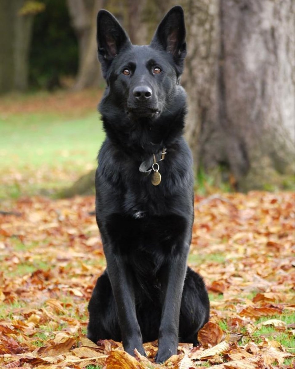 MerPolDogs tweet picture