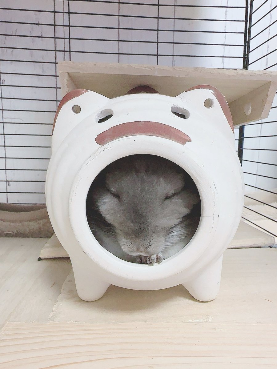 erucosplay's tweet photo. 寝てる…🐭
#チンチラ　#ちんちら https://t.co/6kkO19Ya6n