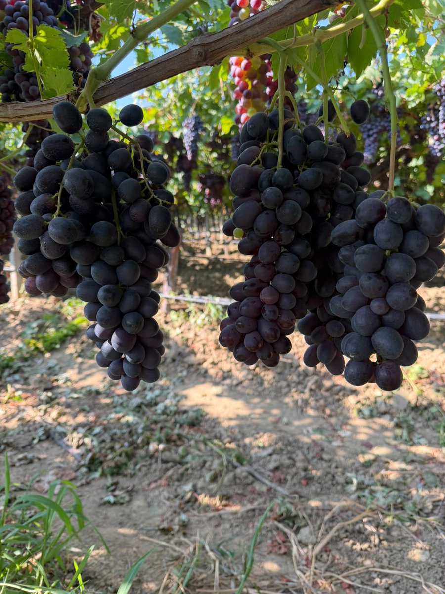 FSeedles's tweet photo. Artık vakit geldi
Şimdi hasat zamanı 

Heryerde bulabileceğiniz üzümler yetiştirmiyoruz.Türkiye de sadece bizim üreticisi olduğumuz çekirdeksiz siyah üzüm #FantasySeedless
Anlatılmaz. Tadılır. Türkiye'nin her yanına kargo ile gönderi yapılacaktır

@nurhancetinkaya
Manisa Sarıgöl https://t.co/O5bo3GqkUy