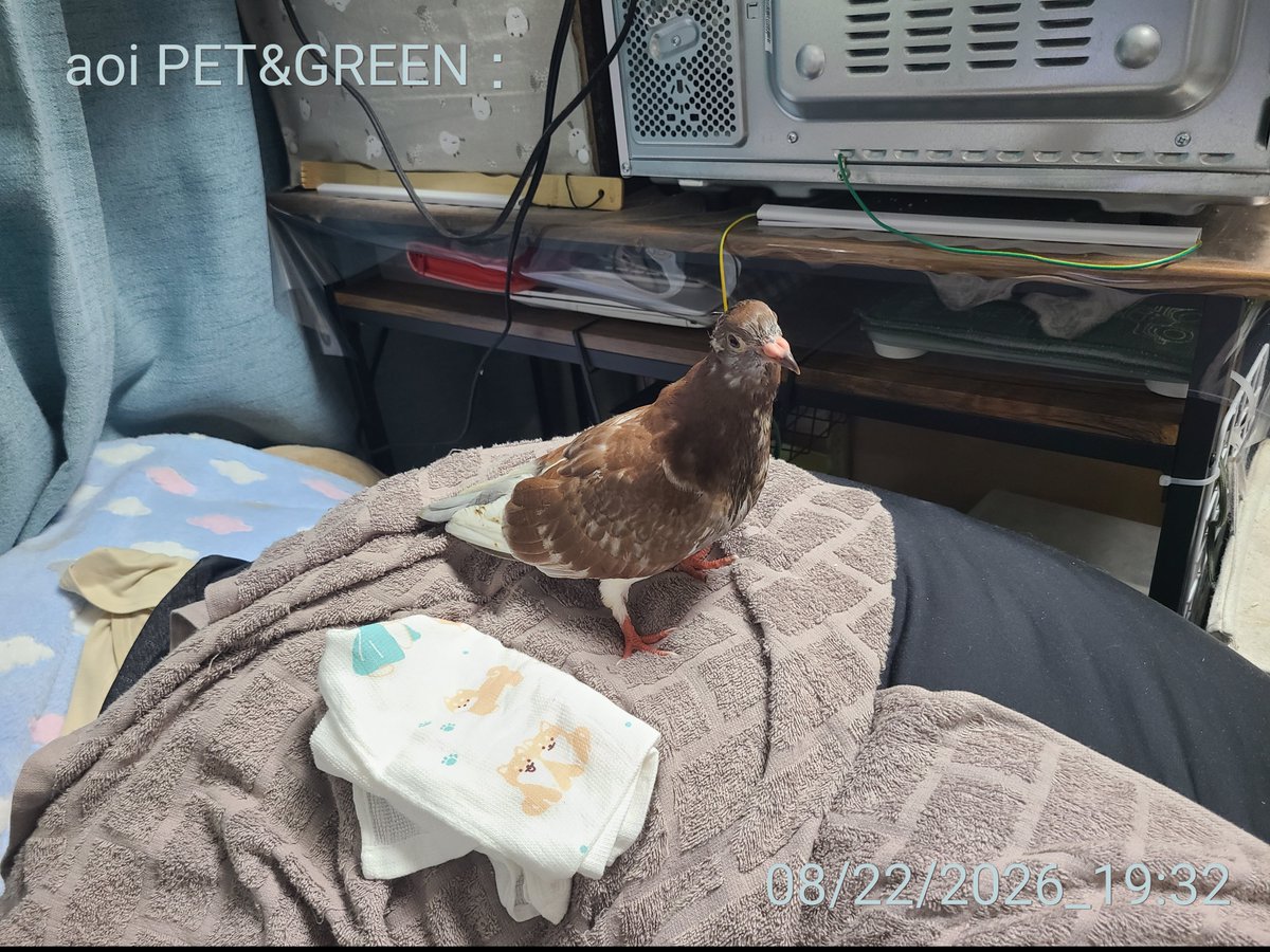 aoi690's tweet photo. 朝から呆然としてたけど、急に寂しくなったらしい。
ピィピィ甘えるの可愛い🤭 https://t.co/3YZKL1MbQs