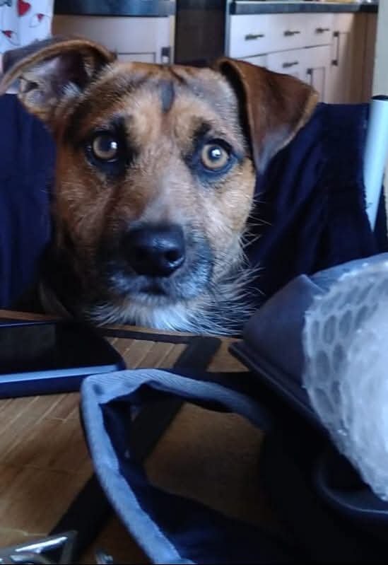 prouddevonian's tweet photo. The Dug decided he might have more success of sharing some food if he sat up at the table whilst I wasn't watching ๐๐๐ #DopeyDug #BestMate https://t.co/CzVHQEfadn