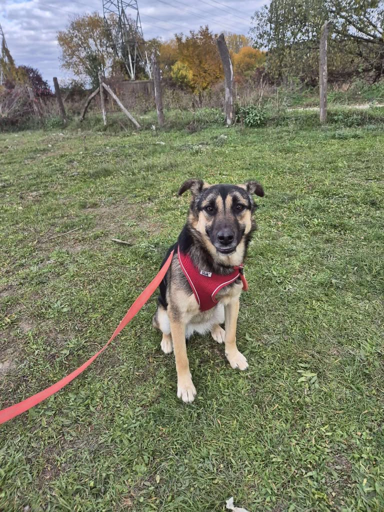 Pawprints2F's tweet photo. Romania

🌼 SABRINA IS READY TO LEAVE HER SHELTER DAYS BEHIND! 🐾

This lovely girl adores people, is a great walking companion and never says no to a good fuss!

Sabrina enjoys the company of other dogs and we can cat and child test her!

Apply: https://t.co/3CcfijdkwN https://t.co/jiUemNelmy