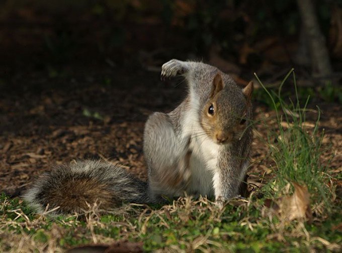 Rainmaker1973's tweet photo. «The best thing I’ve learned this week is that when squirrels fall - they land like superheroes» https://t.co/KwDx0jLG4p