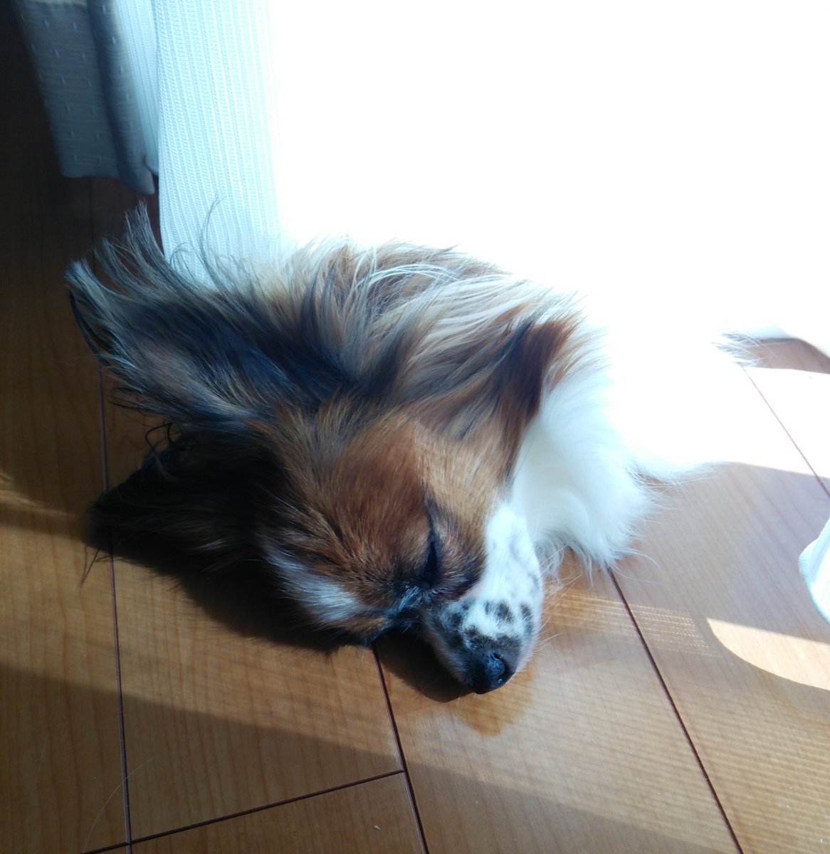 2009Choko's tweet photo. @8181wanko 技師さんが引っ張るの？𐤔𐤔
それはそれで居た堪れない🫣
もっと痛くない検査を誰か考えてくれ。

🐦トッリを安全地帯から見てるイッヌがじわじわ笑える☺️
⭐️おやすみなさイッヌ🐾
↓生首みたい🐶 https://t.co/nUbcl6MC5b