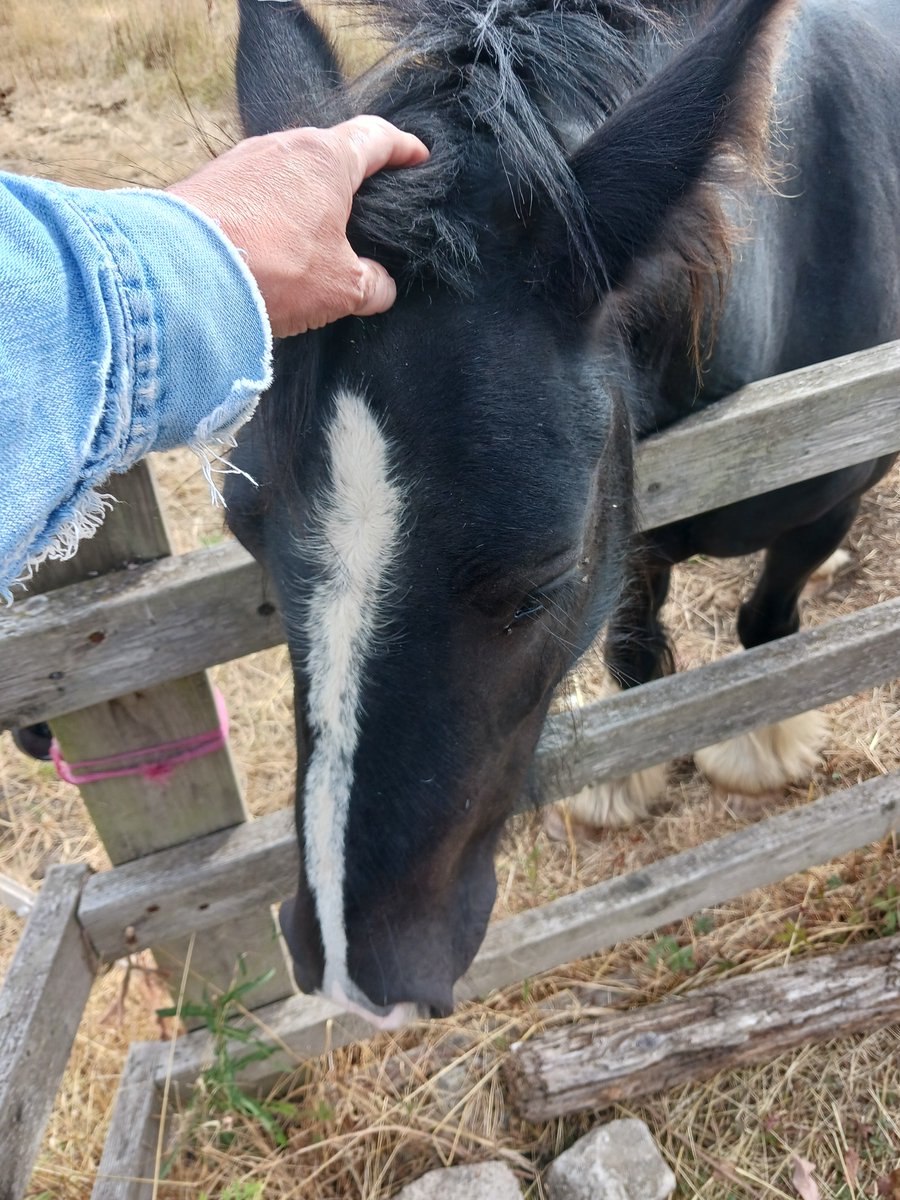 petergreen61's tweet photo. Birding this morning, met the new flood plain ponies. https://t.co/p4uJKy5UPt