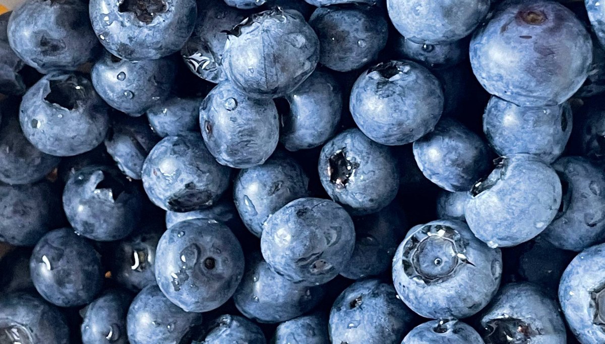 savan3847's tweet photo. Fresh wild blueberries from Oregon just hit my kitchen! Juicy, sweet-tart, no mushy bits – perfect for oatmeal or snacks. 10/10 would restock. https://t.co/ueCkgKXOHW