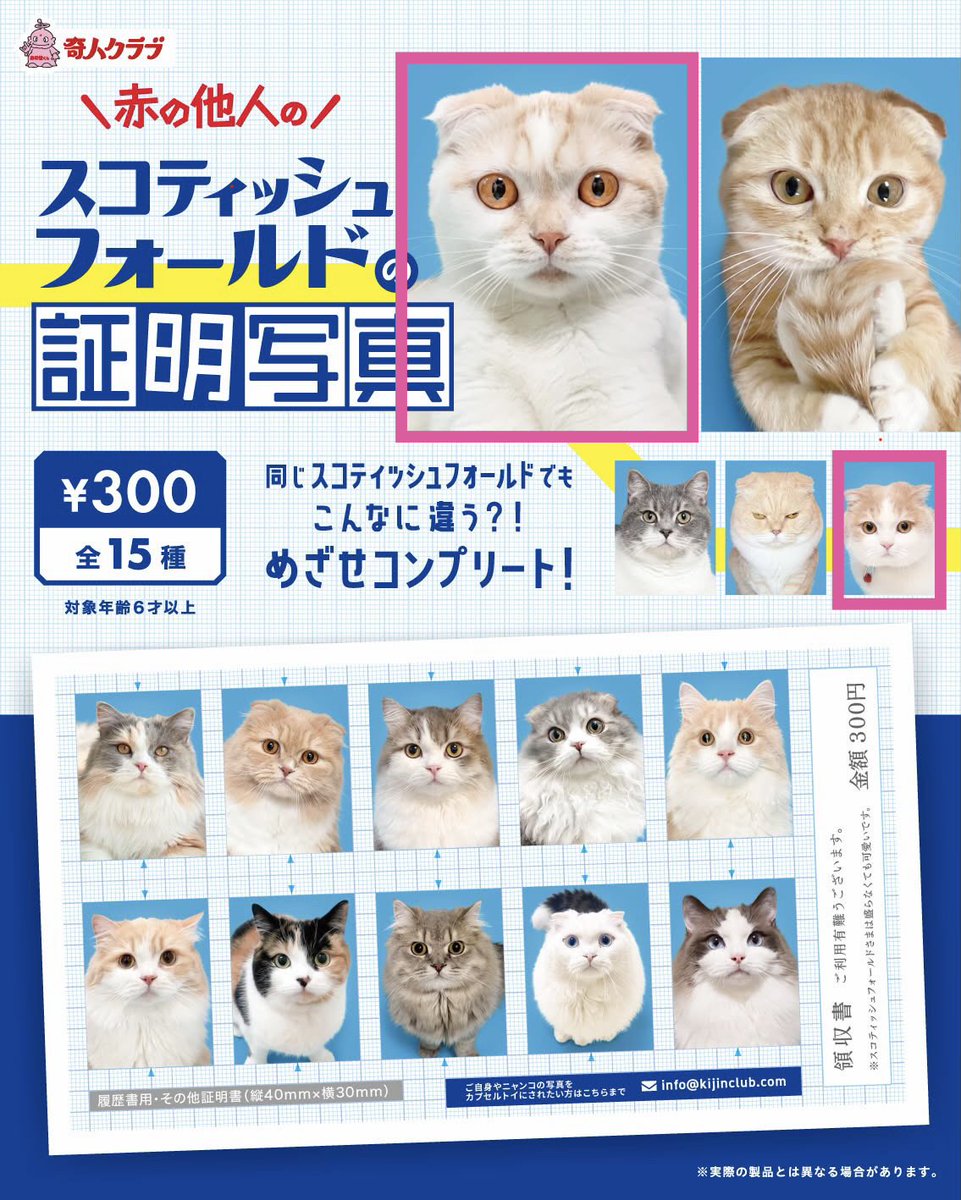 kmgr_az's tweet photo. うちの猫2匹がガチャガチャになりました😻
「赤の他人のスコティッシュフォールドの証明写真」
本当にシープラのガチャガチャから出てきて嬉しかった🥹

#ガチャガチャ https://t.co/PWT34hJOGj