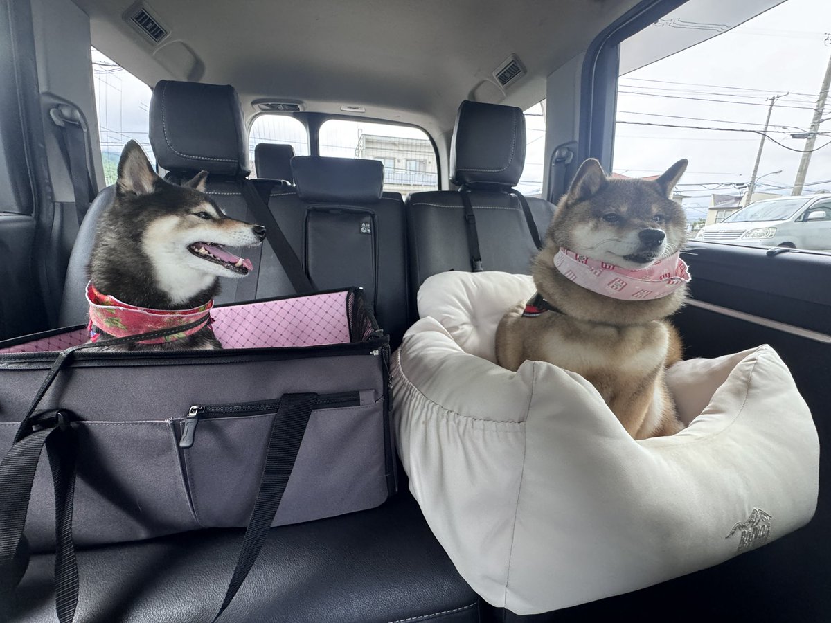shibainu_hanazu's tweet photo. 向かって右の犬の首どうなってるの笑 https://t.co/VeCjyOnj9C