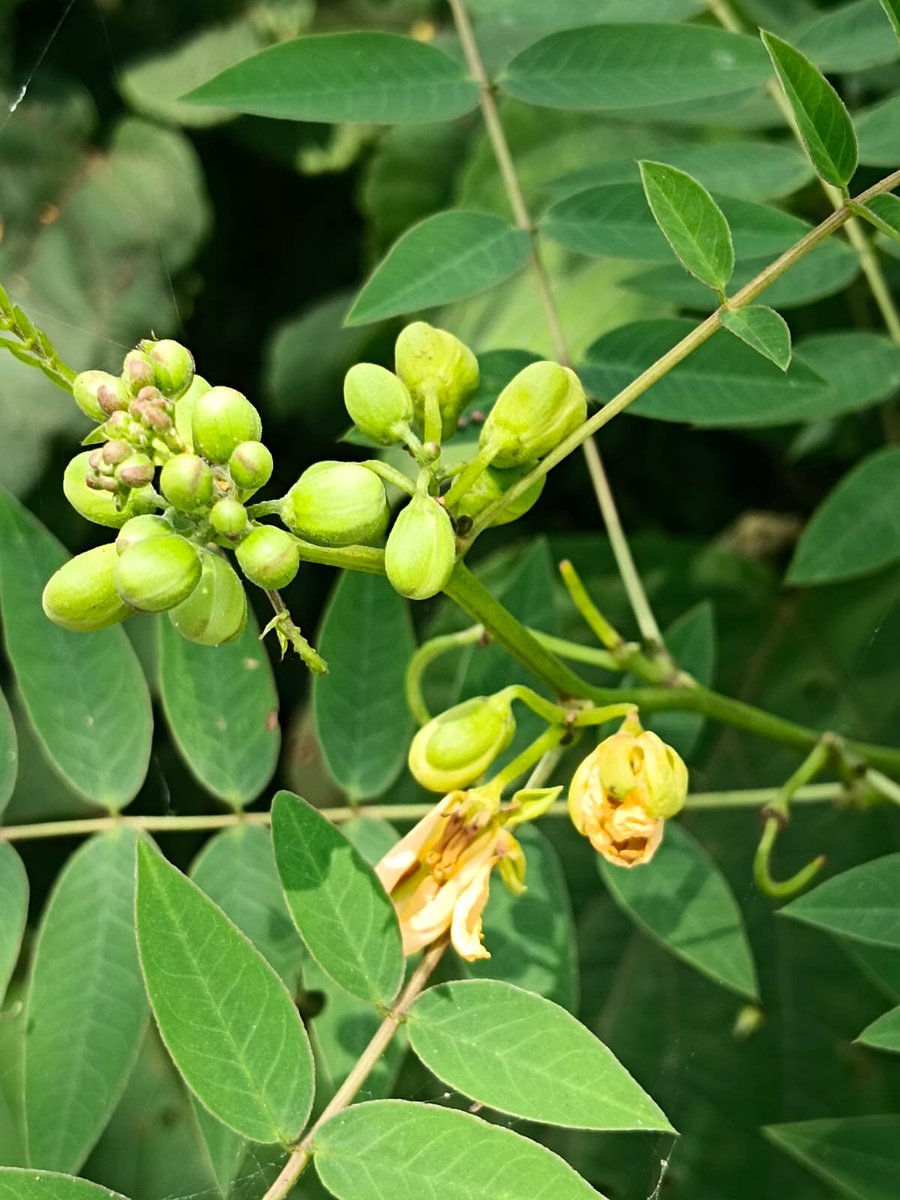 sarkar32150's tweet photo. Life begins in small buds 🌼
From green buds to yellow blooms — nature's slow, beautiful journey. Every small beginning holds a new story.
#FlowerBuds #MacroPhotography #NewBeginnings #YellowFlowers #NatureCloseUp #PlantLife #Bloom #GreenAndYellow #NaturePhotography #Botanical #LifeCycle #BengalFlora