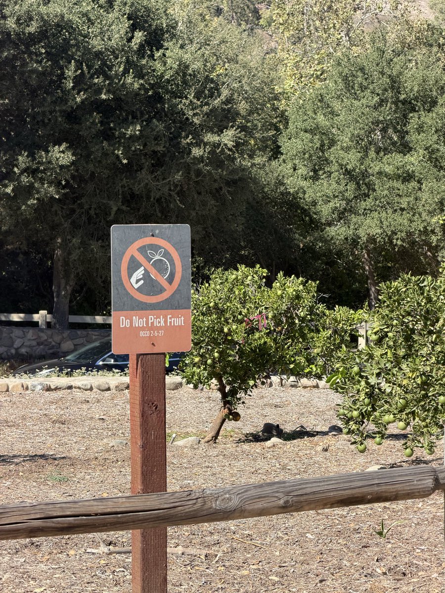 moeller4orange's tweet photo. District 6 Saturday: Did you know? 🍊

Near Santiago Oaks Regional Park entrance: Valencia orange trees, a living link to OC’s citrus past (since 1920s–30s). Still cared for by Sunkist &amp; OC Parks. 🌳 🇺🇸 

#OrangeCA #ScenicSixth https://t.co/YyI3yQNVj3