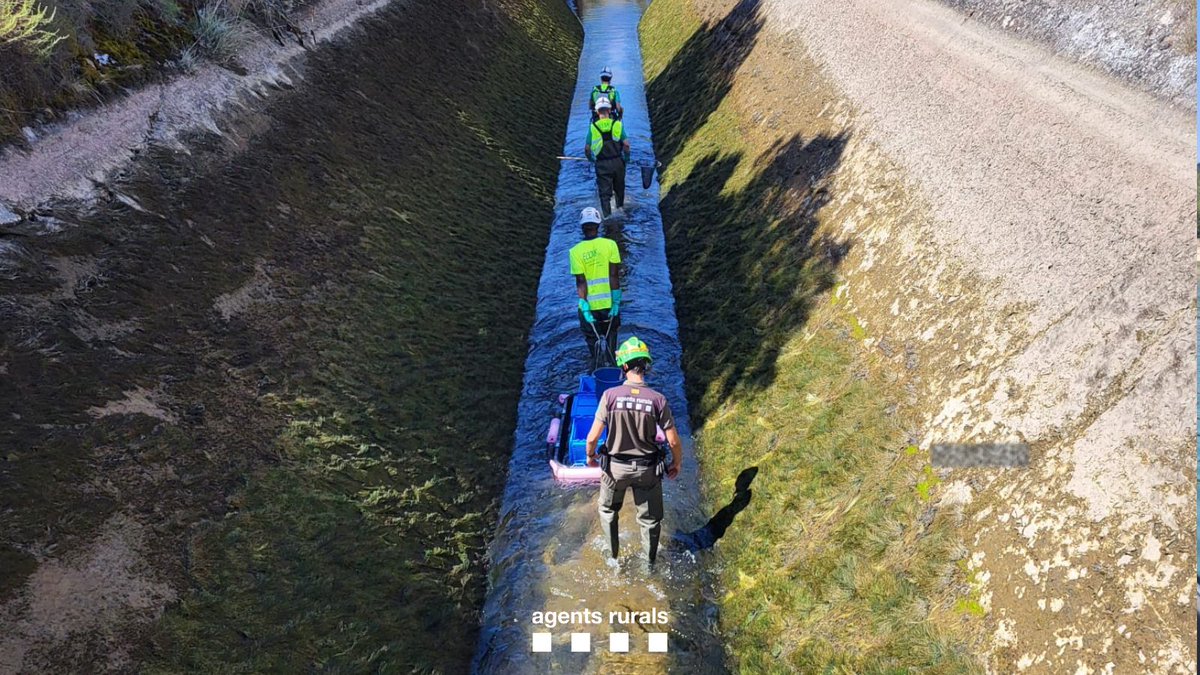 agentsruralscat's tweet photo. ❓ #Sabiesque quan es buiden canals d'aigua cal fer un pla de rescat de peixos? 

#AgentsRurals supervisem les tasques per tal que es compleixi. En aquest cas, durant el manteniment del canal de Pont de Montanya (Pallars Jussà). 

🐟 La fauna autòctona es retorna al medi natural. https://t.co/YrUmuim2cR