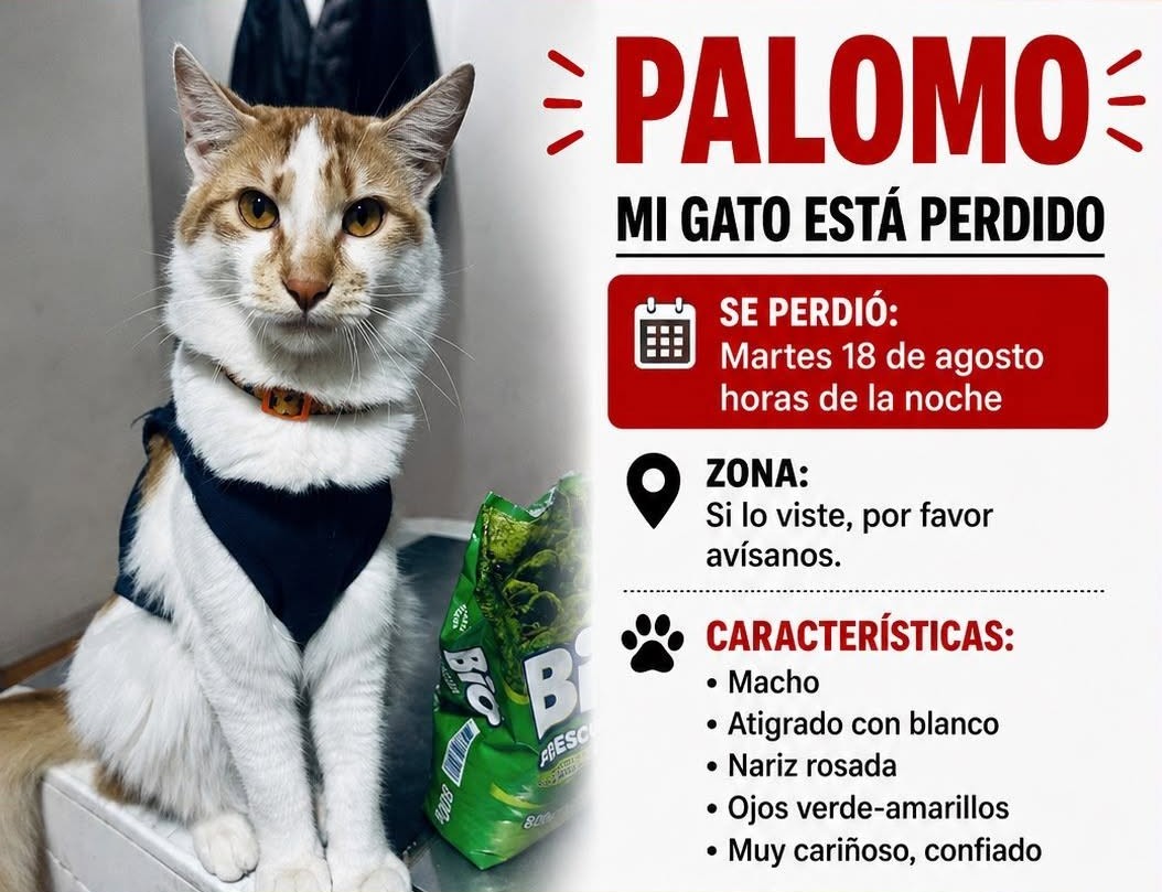 eltuitdemarsh's tweet photo. Buscan a Palomo, perdido desde calle Quillota, entre Los lirios y Amalia. Si alguien lo ve, por favor comunicarse al +56930823834. Favor RT!
#ViñaDelMar https://t.co/LnMWHSvtTn