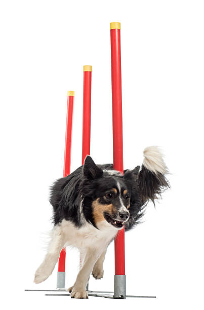 mWPfvxReginald's tweet photo. 自然の中で犬リラックス🌳🐶 https://t.co/sqa7nPQMaD