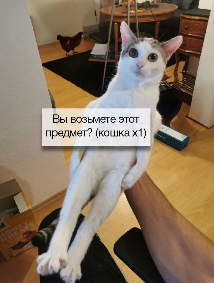 catsilcats's tweet photo. https://t.co/G12K4BUJQi