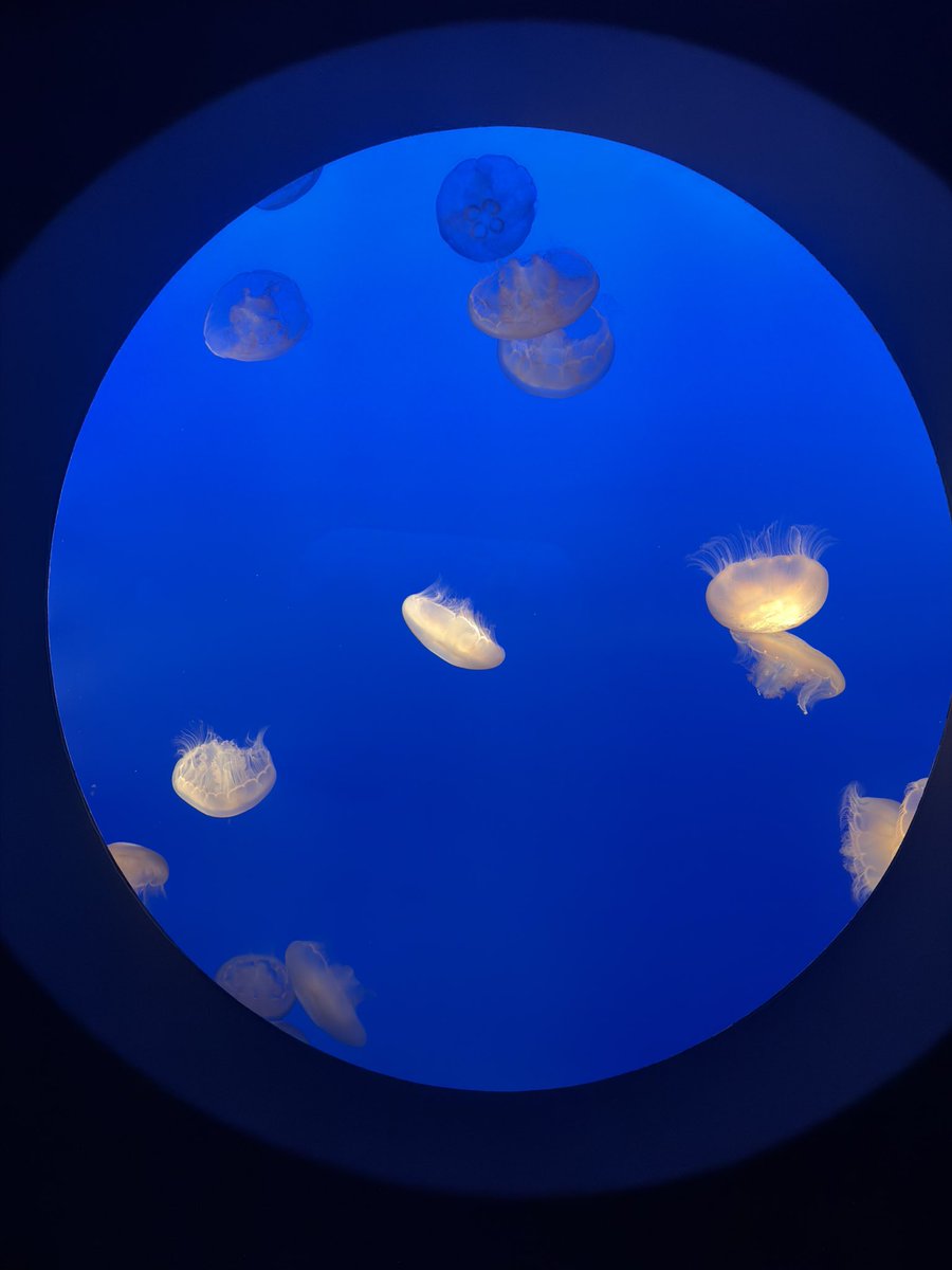 fish_toona's tweet photo. My final adventure this summer. Went to Monterey Bay Aquarium! So glad I took the day off to go during weekday, avoided the weekend crowd. Had fun and saw many interesting things 😊
Photo/vid dump below
#ruumiesummer https://t.co/40armXrc9E