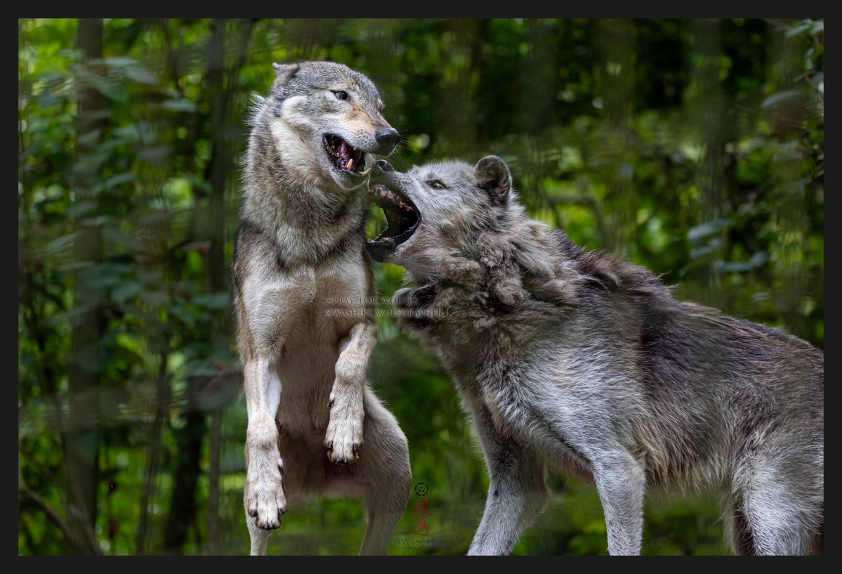 pray_for_wolves's tweet photo. ひゃーーーーーーーーってなるゼン😅

2026/8

富山市ファミリーパーク/ノンノ・ゼン https://t.co/L8P6Apm8zi