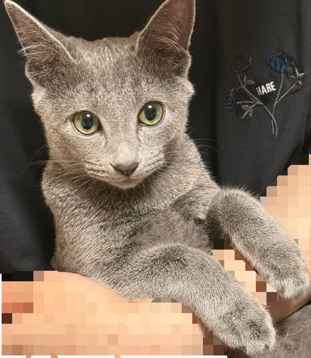 toi_spla's tweet photo. 乳歯が2本抜けた猫の顔 https://t.co/BeOSws9SUb