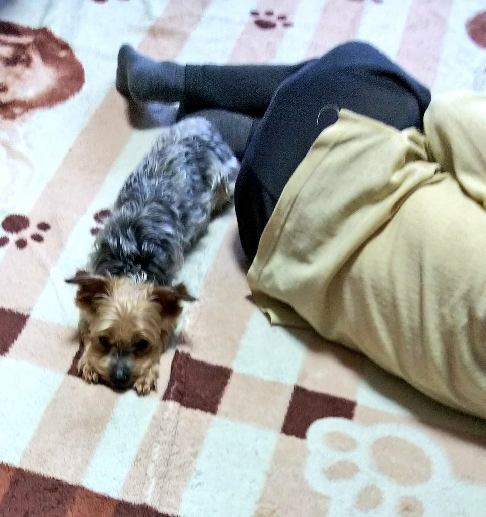azusa_1217's tweet photo. ばあちゃんがざこ寝したら必ず傍で伏せてたのってくっちゃんはばあちゃんのこと守ってるつもりだったんだろうねー https://t.co/7qWpsQRzCG