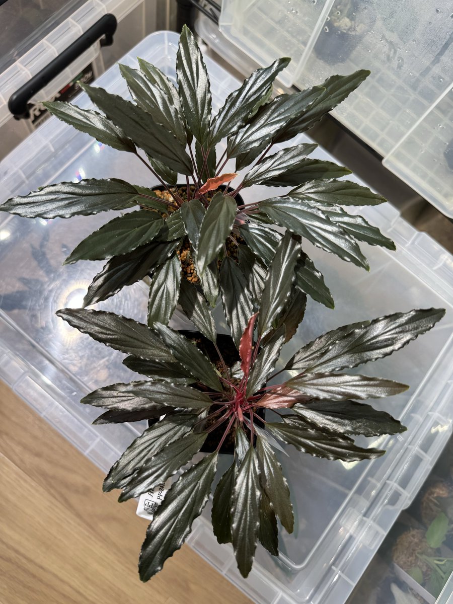 Homalomena aff. vittifolia \