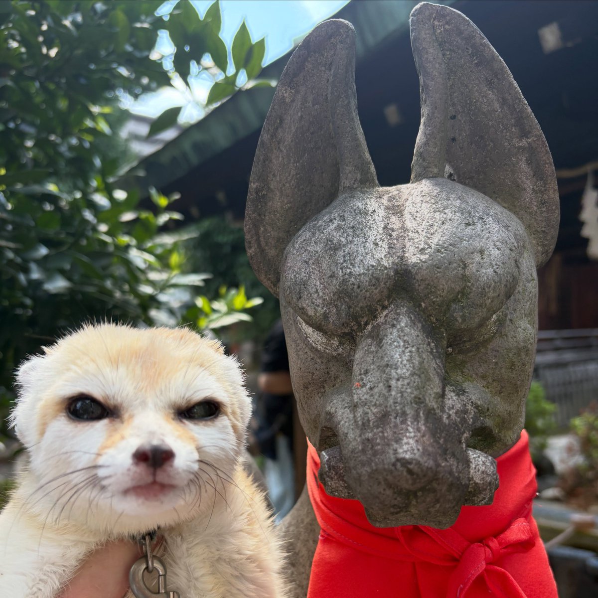Animalsofwolf's tweet photo. https://t.co/fE3Huey2up