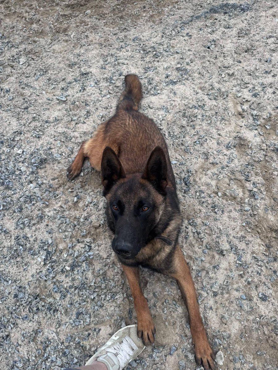 gsrescueelite's tweet photo. Cadan is 2yrs old and this boy was let down by a long list of people before he was a year old! Cadan has flourished in our #Cornwall kennels, he can live with older kids and is making great progress with his doggy social skills 
#germanshepherd #dogs 
https://t.co/IOggewF7rg https://t.co/HLQXQuD8CJ