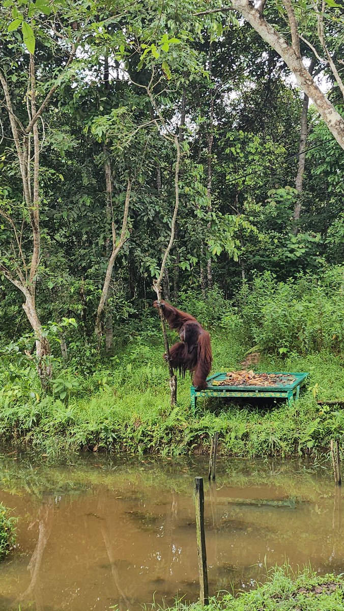 Lyxishere's tweet photo. Lu bayangin aja. It took two fucking decades to grow a SECONDARY FOREST. NOT A RAINFOREST but A SECONDARY FOREST. Bayangin brp lama buat balikin THE RAINFOREST yg hilang skrg??????

#PRAYFORKALIMANTAN 
#PRAYFORACEH 
#PRAYFORNTT 
#PRAYFORPAPUA
#PRAYFORINDONESIA
#AllEyesOnIndonesia https://t.co/VK5LEwcBAs