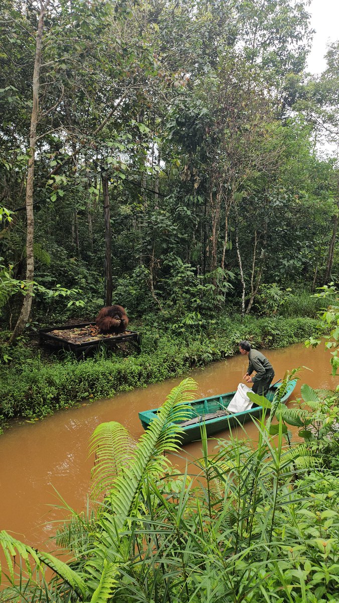 Lyxishere's tweet photo. Lu bayangin aja. It took two fucking decades to grow a SECONDARY FOREST. NOT A RAINFOREST but A SECONDARY FOREST. Bayangin brp lama buat balikin THE RAINFOREST yg hilang skrg??????

#PRAYFORKALIMANTAN 
#PRAYFORACEH 
#PRAYFORNTT 
#PRAYFORPAPUA
#PRAYFORINDONESIA
#AllEyesOnIndonesia https://t.co/VK5LEwcBAs
