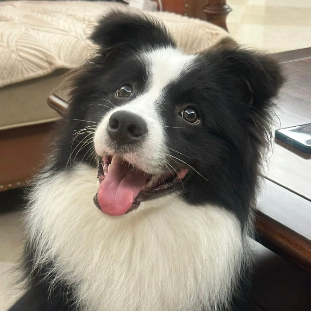 YurielyVega's tweet photo. My pup’s sleepy head on my laptop —this is the coziest kind of work + pet balance ever. Feels like the best sidekick I could ask for!， https://t.co/Igjgtmgd8V