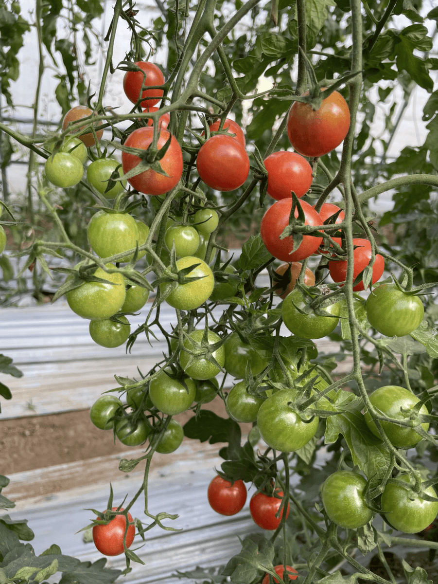 sm51955's tweet photo. Just tried the juicy sun-ripened cherry tomatoes from the local farm—burst with sweet, bright flavor, no watery aftertaste, perfect for salads or quick snacks! https://t.co/BNjieotmV0