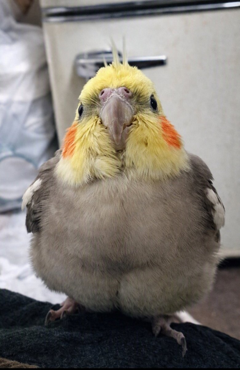 kohaito7915's tweet photo. トトロ化してるえへへ園児 https://t.co/LlhEx3MUgf