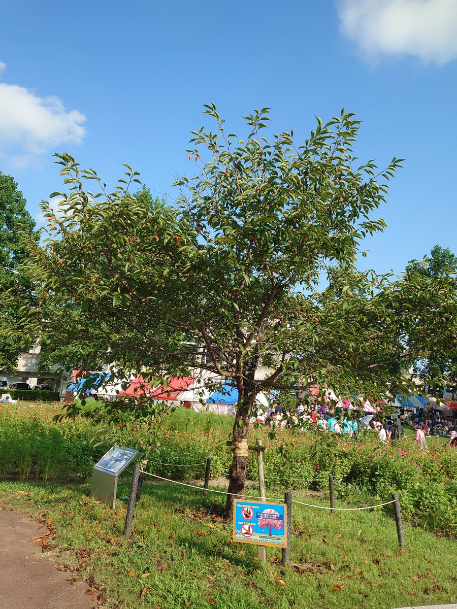 羽生結弦 ゆづ桜 アクスタ 七北田公園 新品未開封 ただいま仙台 ＃羽生