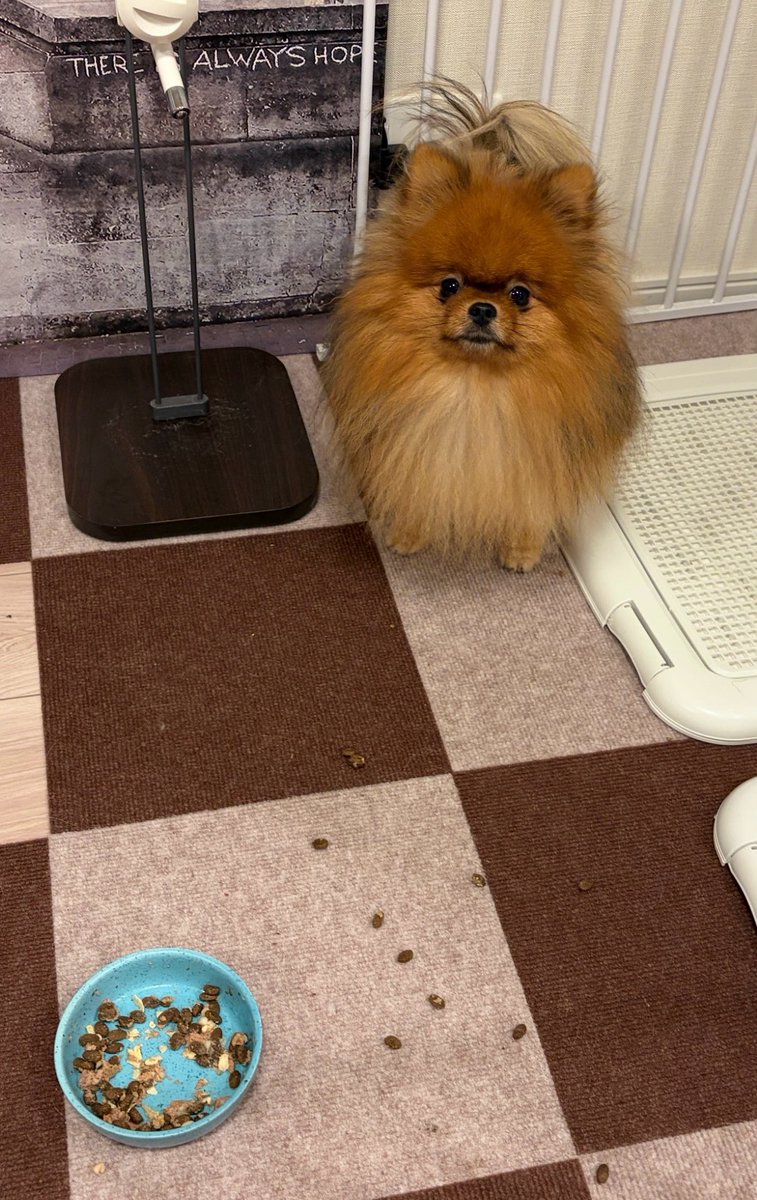 mirumo__pon's tweet photo. カリカリだけ器用にペッってするな、犬 https://t.co/rBlk8W3Iy4