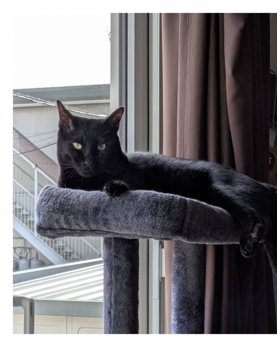 okhoneko's tweet photo. 2025年1月に、生活保護世帯で猫が増えてしまったお宅から保護した黒猫3兄弟。最後のひとり、トシちゃんが譲渡になりました。

新しいおうちには、猫に厳しめな先住猫のコマちゃん。
里親さんが焦らず、根気よく見守ってくださいました。
これからの毎日が、楽しく温かなものになりますように。 https://t.co/IoteJc3DJm