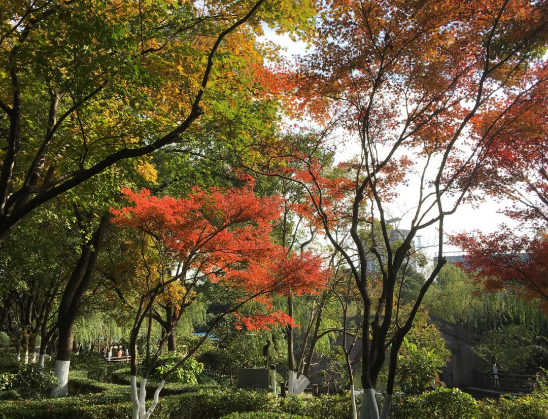 Kevin33681889's tweet photo. Sunny autumn afternoon with golden maple leaves drifting down—perfect for a casual outdoor stroll, no jacket needed! ， https://t.co/obuoj7obtP