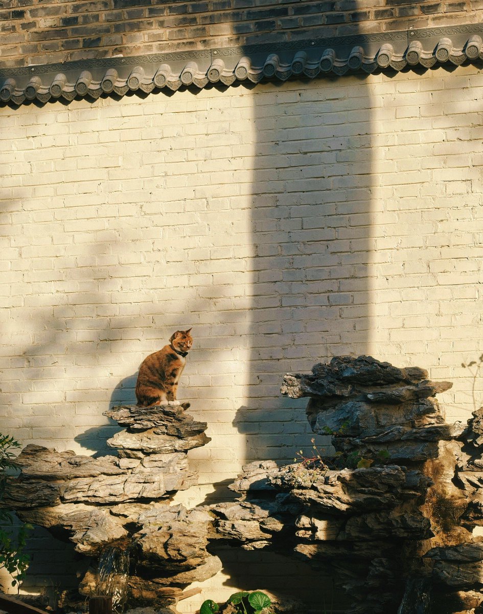 ZayedKh09652188's tweet photo. Just caught this golden hour glow hitting the old brick alley wall, a tiny cat darted past mid-click—city streets always have the best unplanned magic. https://t.co/9CJag4SkQn